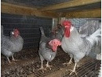 Maryport poultry - Birdtrader