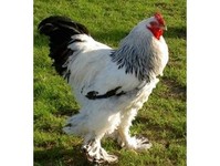 Pedran Poultry - Birdtrader