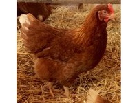 Meadowview Chickens - Birdtrader