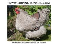 orpingtonsuk.com - Birdtrader