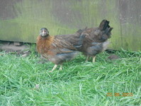 Adderstone Poultry - Birdtrader