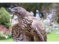 derbyshire goshawks - Birdtrader