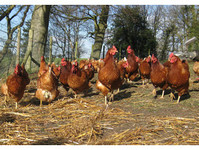 Westonlawns fishery / Chickens - Birdtrader