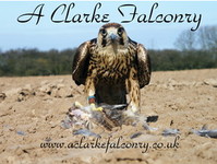 A Clarke Falconry - Birdtrader