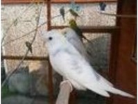 sandkarah - Birdtrader