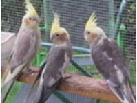 peternite - Birdtrader