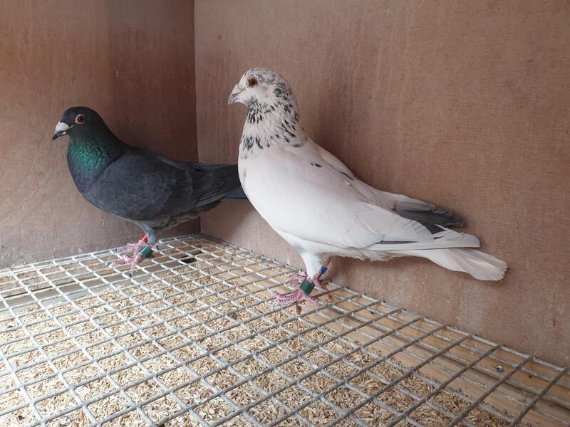 Racing Pigeons For Sale Birdtrader