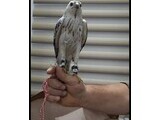 Muzibur R. - Birdtrader