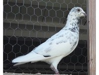Cumbria Pigeons - Birdtrader