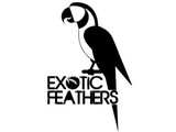 Exotic Feathers - Birdtrader