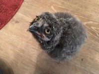 Snowy owl breeder - Birdtrader