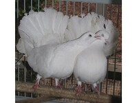 Private Fantail Dove Seller - Birdtrader