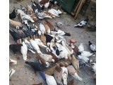 afghani pigeon - Birdtrader