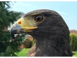 merlin falconry - Birdtrader