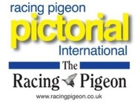 The Racing Pigeon - Birdtrader