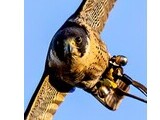 Heritage Falconry - Birdtrader