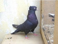 A's Pigeons - Birdtrader