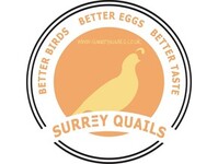 surrey quails - Birdtrader