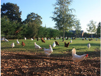 Rare Breed Chickens & Ducks - Birdtrader
