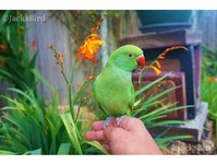 Jacks Birds - Birdtrader