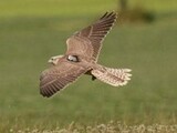 Falcon Farm - Birdtrader