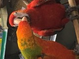 linton pet store  - Birdtrader