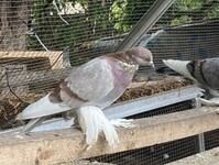 pigone - Birdtrader