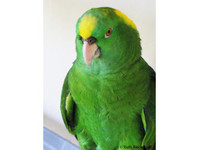 PARROT KEEPER HOBBY BREEDER, PRIVATE COLLECTION CLOSED AVIARY. - Birdtrader