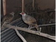 sx pheasants and waterfowl - Birdtrader