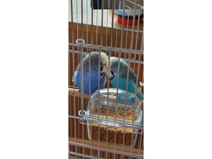 Birdtrader budgies hot sale